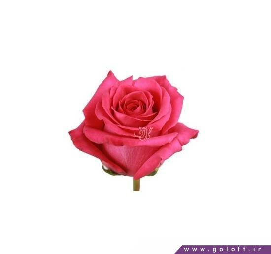 شاخه گل مخصوص ولنتاین - گل رز هلندی پینک فلوید - Rose | گل آف